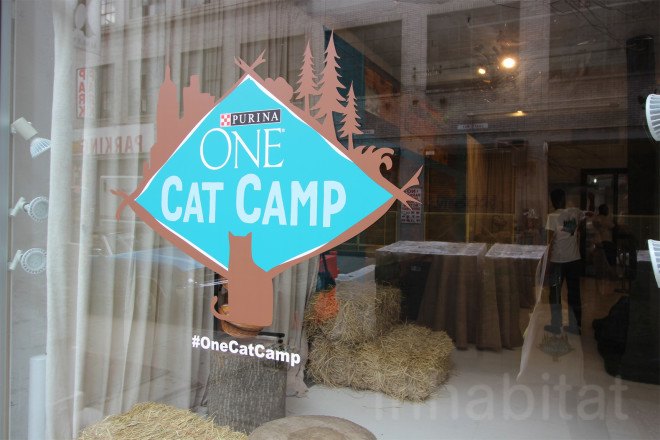 purina one, purina one cat camp, cat camp, cat camp nyc, cat cafe, cat cafe nyc, purine one, purine one cat camp, cats nyc, cute cats, openhouse nyc, nyc cat camp