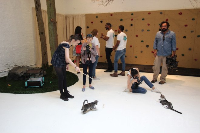 purina one, purina one cat camp, cat camp, cat camp nyc, cat cafe, cat cafe nyc, purine one, purine one cat camp, cats nyc, cute cats, openhouse nyc, nyc cat camp