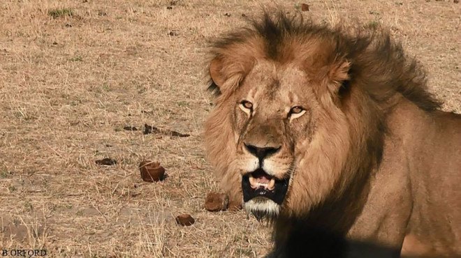 Cecil the Lion, Walter James Palmer, Dr. Walter James Palmer, Walt Palmer, Dentist Lion killer, Minnesota dentist kills lion, Hwange National Park, Zimbabwe Conservation Task Force, big-game hunting, Cecil the Lion killed, illegal game hunting, illegal big game hunting, Cecil Lion killed, African safari hunting trade, trophy hunting