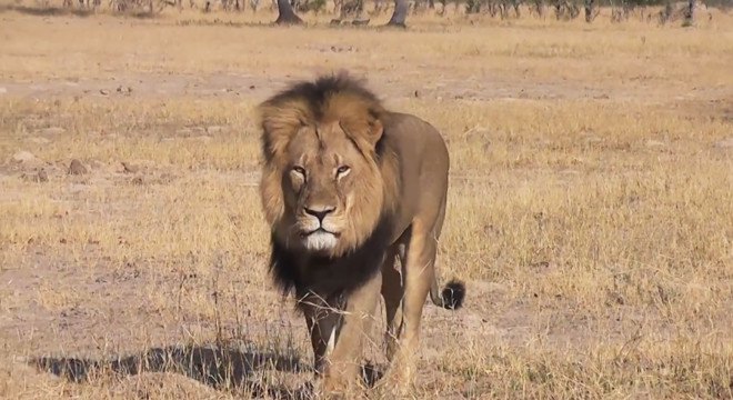 Cecil the Lion, Walter James Palmer, Dr. Walter James Palmer, Walt Palmer, Dentist Lion killer, Minnesota dentist kills lion, Hwange National Park, Zimbabwe Conservation Task Force, big-game hunting, Cecil the Lion killed, illegal game hunting, illegal big game hunting, Cecil Lion killed, African safari hunting trade, trophy hunting