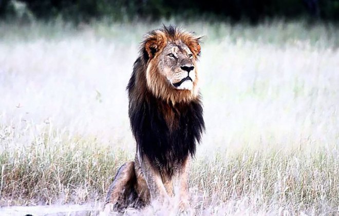 Cecil the Lion, Walter James Palmer, Dr. Walter James Palmer, Walt Palmer, Dentist Lion killer, Minnesota dentist kills lion, Hwange National Park, Zimbabwe Conservation Task Force, big-game hunting, Cecil the Lion killed, illegal game hunting, illegal big game hunting, Cecil Lion killed, African safari hunting trade, trophy hunting