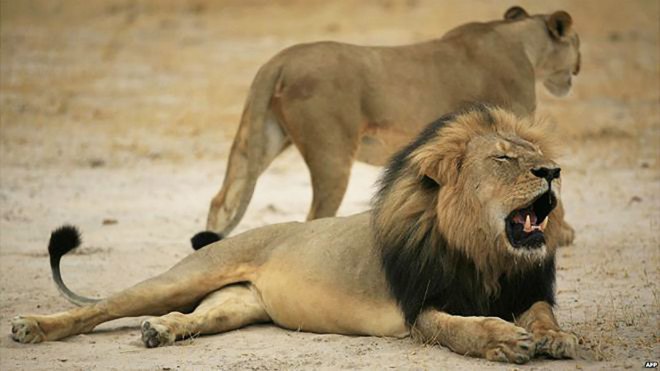 Cecil the Lion, Walter James Palmer, Dr. Walter James Palmer, Walt Palmer, Dentist Lion killer, Minnesota dentist kills lion, Hwange National Park, Zimbabwe Conservation Task Force, big-game hunting, Cecil the Lion killed, illegal game hunting, illegal big game hunting, Cecil Lion killed, African safari hunting trade, trophy hunting