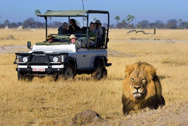 Cecil the Lion, Walter James Palmer, Dr. Walter James Palmer, Walt Palmer, Dentist Lion killer, Minnesota dentist kills lion, Hwange National Park, Zimbabwe Conservation Task Force, big-game hunting, Cecil the Lion killed, illegal game hunting, illegal big game hunting, Cecil Lion killed, African safari hunting trade, trophy hunting