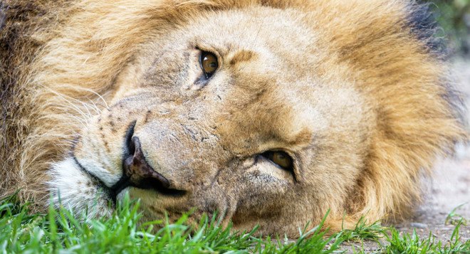 Cecil the Lion, Walter James Palmer, Dr. Walter James Palmer, Walt Palmer, Dentist Lion killer, Minnesota dentist kills lion, Hwange National Park, Zimbabwe Conservation Task Force, big-game hunting, Cecil the Lion killed, illegal game hunting, illegal big game hunting, Cecil Lion killed, African safari hunting trade, trophy hunting