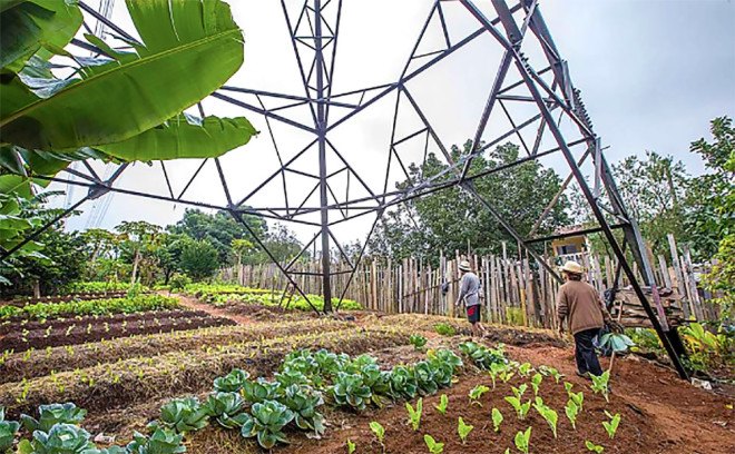 urban farming, Brazil, São Paulo, vacant lots, NGO, Cities Without Hunger, greenhouses, school gardens, local food, urban gardening, slums, NGO, Cities without Hunger, overpopulation, food scarcity,