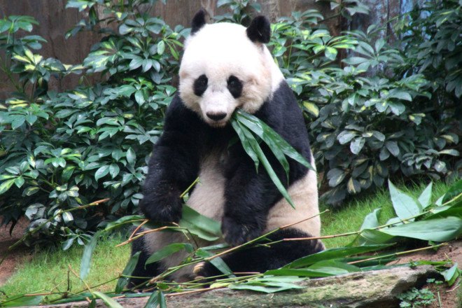 jia jia, oldest panda, oldest living panda, giant panda, ocean park, hong kong, panda conservation