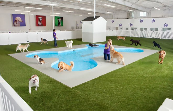 Cliff Bollman, Gensler, Ark, Ark animal terminal, animal terminal, luxury animal terminal, JFK, Paradise 4 Paws, Ark JFK, VetPort, Ark by Gensler, Ark terminal by Gensler, Cornell University veterinary college, dog suite, animal plane transport