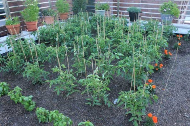 Umbrella House, Green Roof, squats nyc, green design, urban gardens, manhattan, lower east side, diy gardens, rooftop gardens, 21 Avenue C, urban farming, Paul Castrucci, medicinal plants, medicinal gardens, urban green design,