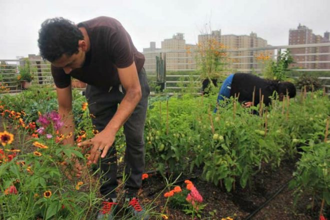 Umbrella House, Green Roof, squats nyc, green design, urban gardens, manhattan, lower east side, diy gardens, rooftop gardens, 21 Avenue C, urban farming, Paul Castrucci, medicinal plants, medicinal gardens, urban green design,