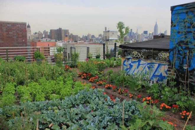 Umbrella House, Green Roof, squats nyc, green design, urban gardens, manhattan, lower east side, diy gardens, rooftop gardens, 21 Avenue C, urban farming, Paul Castrucci, medicinal plants, medicinal gardens, urban green design,