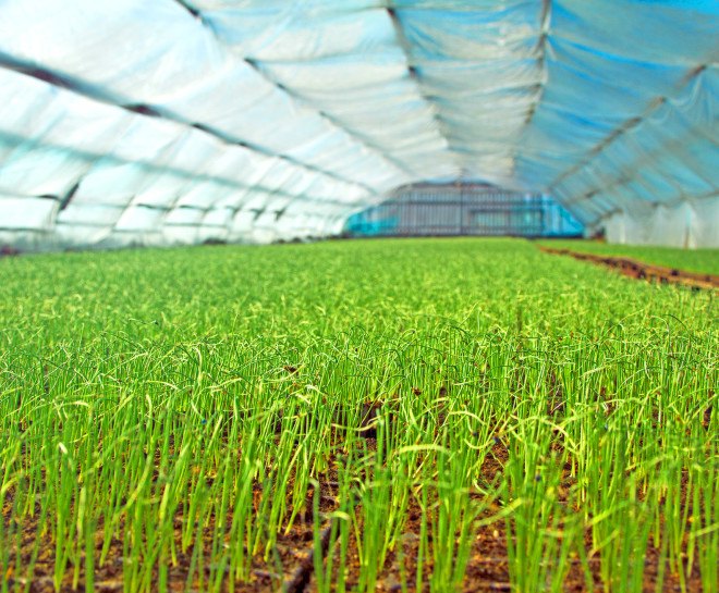 bubble greenhouse, greenhouse desalination, freshwater, saltwater, desalination technology, evaporating salt water, condensing water, water for plants, remote greenhouses, remote desalination