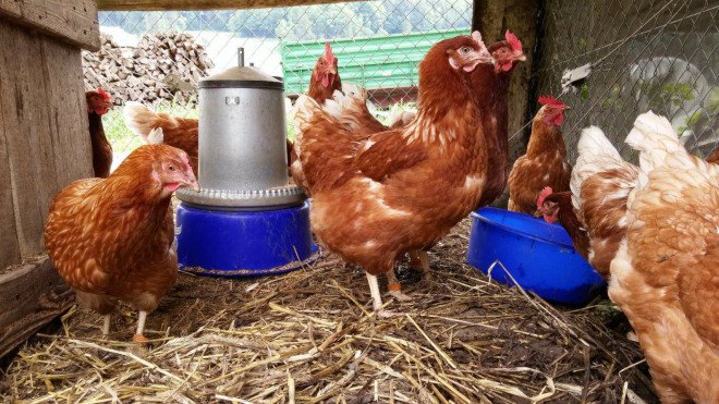 general mills, humane society, cage free eggs, battery cage hens, cage free hens, cage free chickens, chicken eggs, organic eggs, chicken farms, caged animals