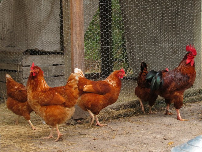 general mills, humane society, cage free eggs, battery cage hens, cage free hens, cage free chickens, chicken eggs, organic eggs, chicken farms, caged animals