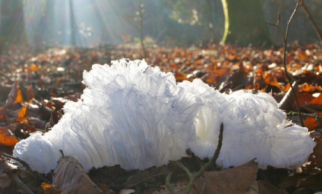 hair ice, ice, fungus,
