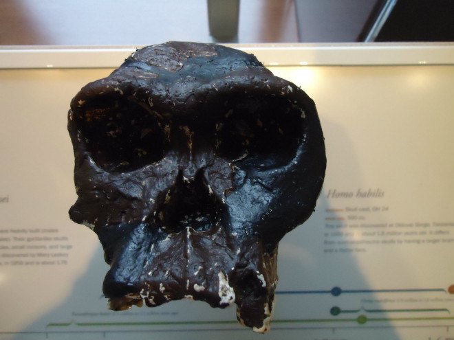 homo habilis, handy man, human evolution, homo erectus, new study on evolution, evolution of humans