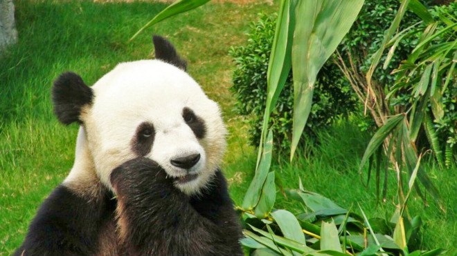 jia jia, oldest panda, oldest living panda, giant panda, ocean park, hong kong, panda conservation, wildlife conservation, panda care, animal conservation, endangered animals, jia jia birthday