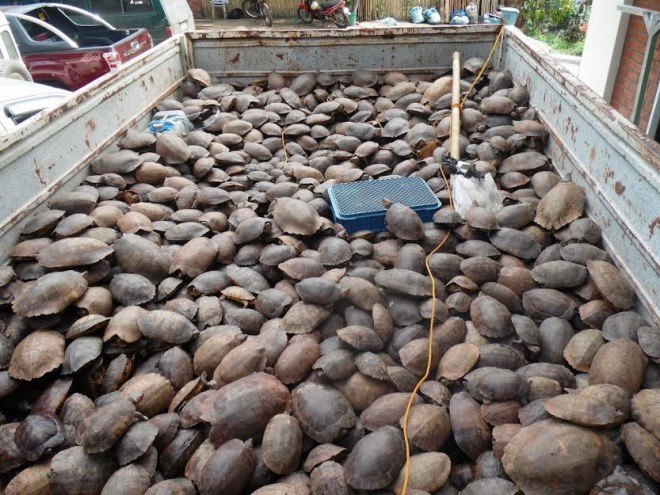 philippine forest turtles, palawan islands, endangered turtles, animal trafficking, poachers, animal abuse, critically endangered turtles