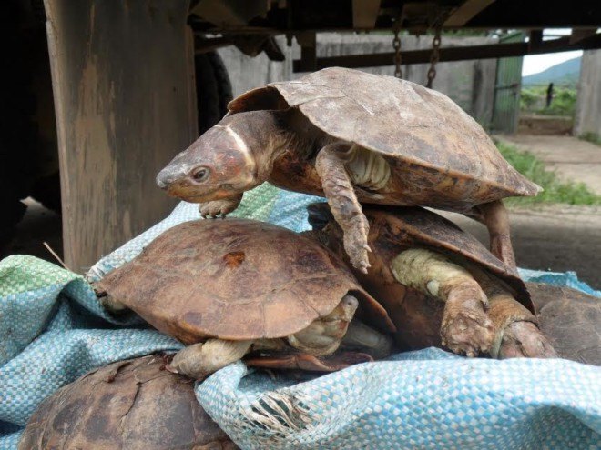 philippine forest turtles, palawan islands, endangered turtles, animal trafficking, poachers, animal abuse, critically endangered turtles
