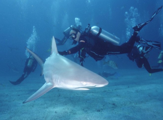Richard Branson, sharks, shark conservation, oceans, Mick Fanning shark attack, shark attack, endangered species, surfing, surfer shark attack, shark attack survivors