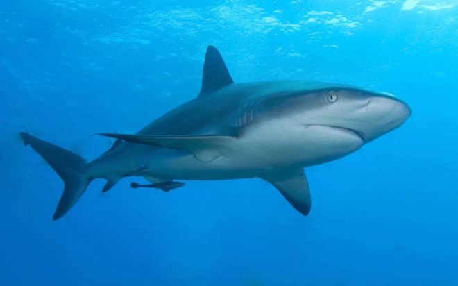 Richard Branson, sharks, shark conservation, oceans, Mick Fanning shark attack, shark attack, endangered species, surfing, surfer shark attack, shark attack survivors