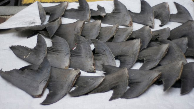 Richard Branson, sharks, shark conservation, oceans, Mick Fanning shark attack, shark attack, endangered species, surfing, surfer shark attack, shark attack survivors