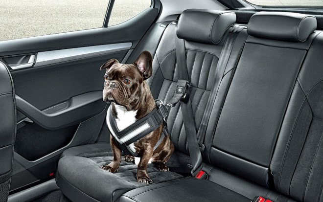skoda, animal safety, pet safety, car safety, dogs in cars, dog seat belt, doggie seat belt, animal harness, dog harness car