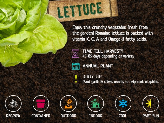 fall vegetables, fall harvest, planting for fall harvest, vegetables for fall harvest, gardening, fall gardening, fall vegetables, vegetables, grow your own, backyard gardening, vegetable gardening, food gardening, gardening tips, reader submission