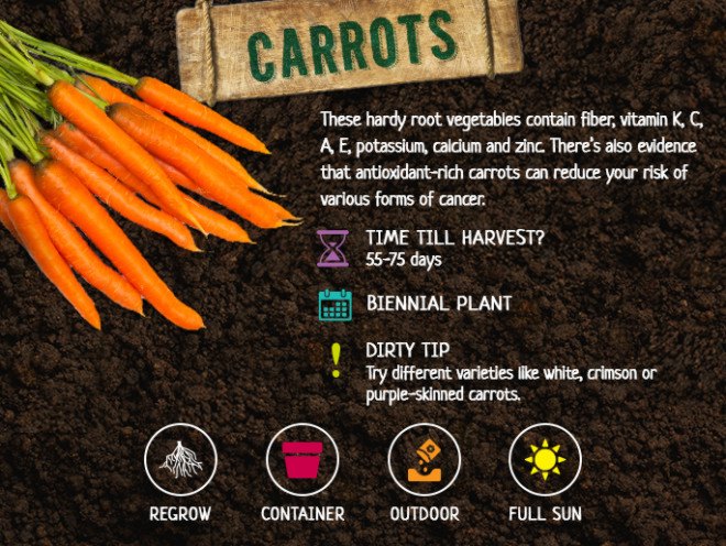 fall vegetables, fall harvest, planting for fall harvest, vegetables for fall harvest, gardening, fall gardening, fall vegetables, vegetables, grow your own, backyard gardening, vegetable gardening, food gardening, gardening tips, reader submission