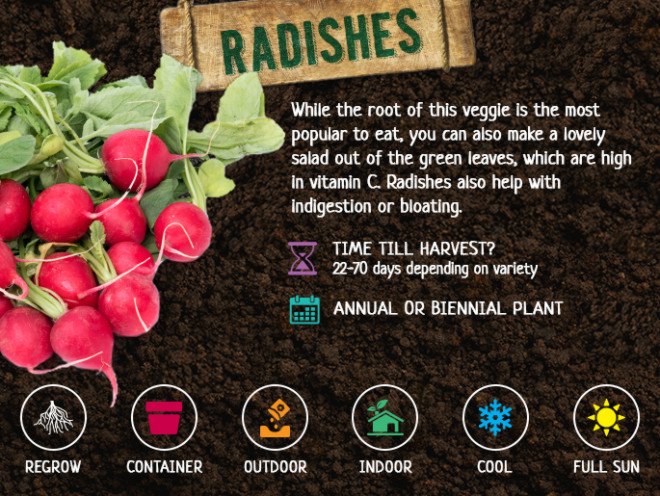 fall vegetables, fall harvest, planting for fall harvest, vegetables for fall harvest, gardening, fall gardening, fall vegetables, vegetables, grow your own, backyard gardening, vegetable gardening, food gardening, gardening tips, reader submission