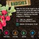 fall vegetables, fall harvest, planting for fall harvest, vegetables for fall harvest, gardening, fall gardening, fall vegetables, vegetables, grow your own, backyard gardening, vegetable gardening, food gardening, gardening tips, reader submission