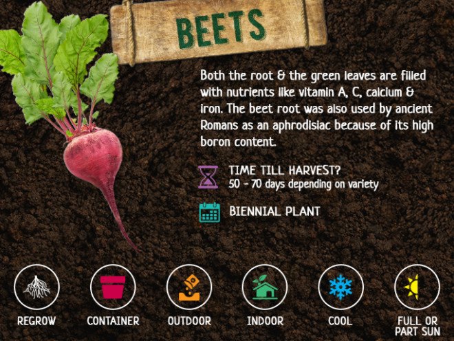 fall vegetables, fall harvest, planting for fall harvest, vegetables for fall harvest, gardening, fall gardening, fall vegetables, vegetables, grow your own, backyard gardening, vegetable gardening, food gardening, gardening tips, reader submission