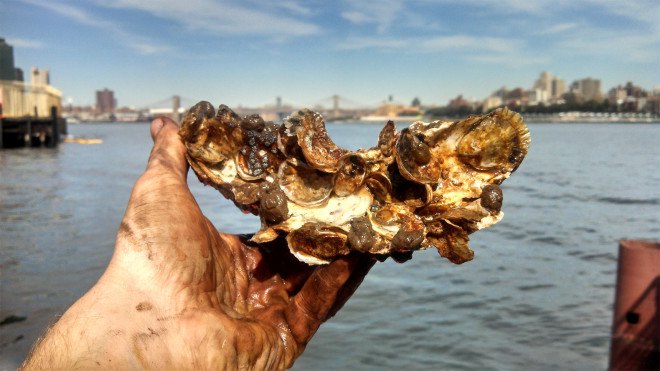 Billion Oyster Project, billion oyster project, New York Harbor school, governors island, new york harbor, maritime careers, oyster-tecture,polluted waterways, youth water programs nyc, sustainability, water pollution, shellfish population nyc, water filtration, oyster park, artificial reef, mollusks, landscape architecture, maritime design,