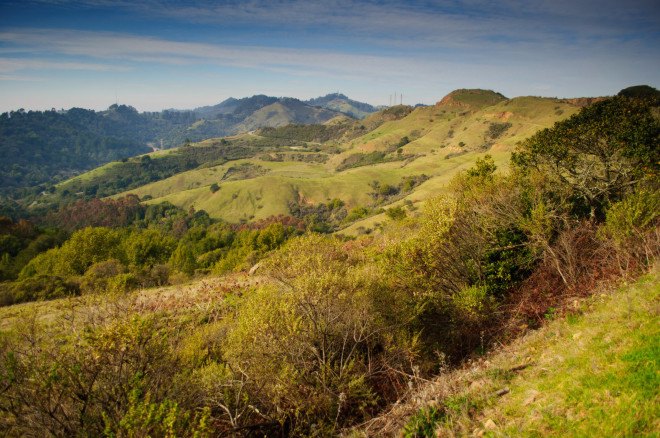 sierra club, east bay hills, san francisco bay area trees, non-native trees, fema vegetation management, petition