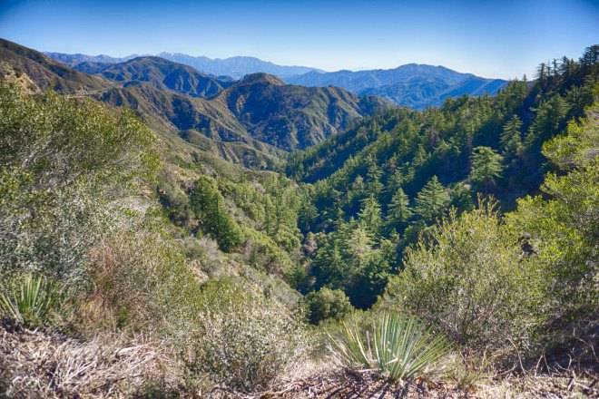 sierra club, east bay hills, san francisco bay area trees, non-native trees, fema vegetation management, petition