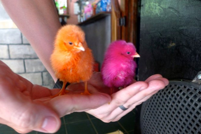 koh lanta dyed chicks, thailand dyed chicks, dyed chicks found, dyed chicks suffocated, chicks suffocated, factory farming, egg industry
