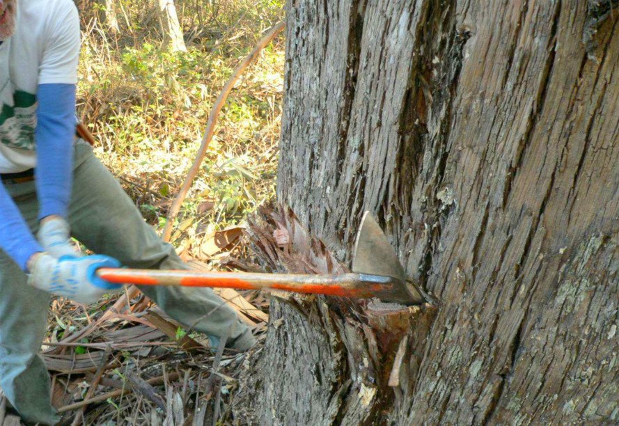 Chopping down a eucalyptus, sierra club deforestation, eucalyptus eradication