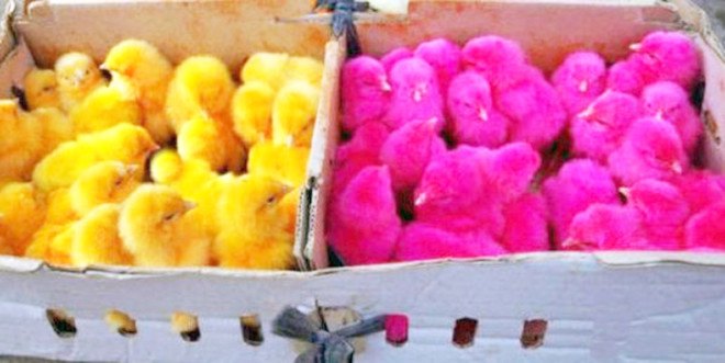 koh lanta dyed chicks, thailand dyed chicks, dyed chicks found, dyed chicks suffocated, chicks suffocated, factory farming, egg industry