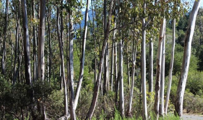 Eucalyptus tree grove in California, sierra club deforestation, eucalyptus eradication