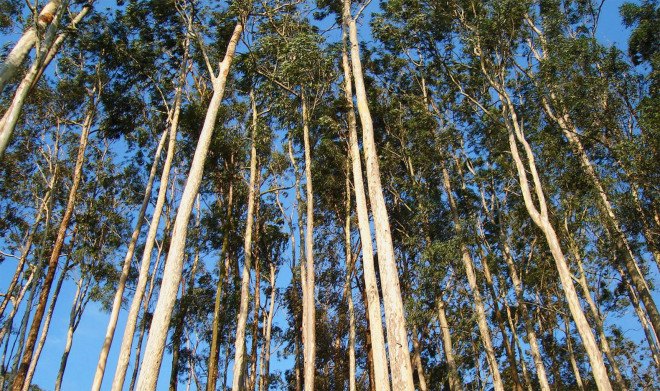 Eucalyptus Tree Grove in Berkeley, sierra club deforestation, eucalyptus eradication