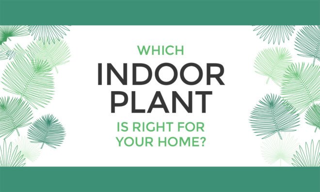 indoor plants, house plants, plant purifiers, air purifiers, houseplants, cleaning the air, speeding healing, infographic, neomam, moade.com, gardening