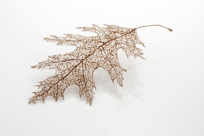 Jenine Shereos, Boston artist, knitted hair, leaf shape sculpture, ephemeral sculpture, leaf skeleton