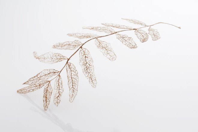 Jenine Shereos, Boston artist, knitted hair, leaf shape sculpture, ephemeral sculpture, leaf skeleton