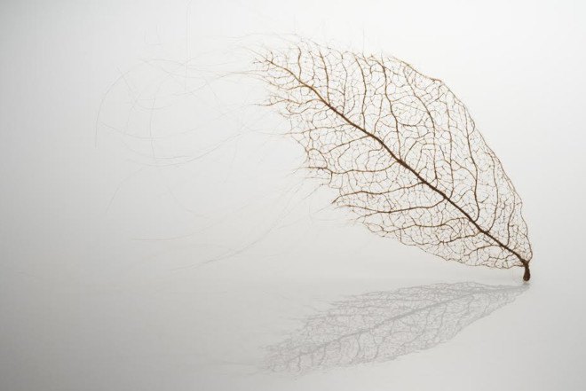 Jenine Shereos, Boston artist, knitted hair, leaf shape sculpture, ephemeral sculpture, leaf skeleton