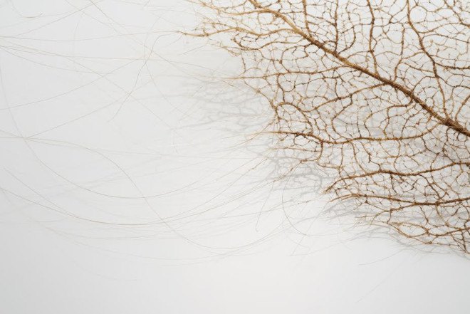 Jenine Shereos, Boston artist, knitted hair, leaf shape sculpture, ephemeral sculpture, leaf skeleton