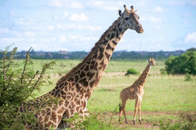 Kenya, Africa, Nairobi, infrastructure, trains, railways, rail lines, Nairobi National Park, Lunatic Express, man-eating lions, wildlife, national park, conservation