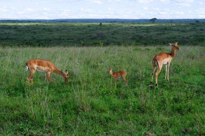 Kenya, Africa, Nairobi, infrastructure, trains, railways, rail lines, Nairobi National Park, Lunatic Express, man-eating lions, wildlife, national park, conservation