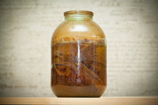 space kombucha, kombucha in space, esa, european space agency, international space station, expose space studies, scoby, cellulose biofilm, space technology