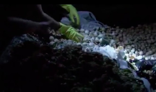 koh lanta dyed chicks, thailand dyed chicks, dyed chicks found, dyed chicks suffocated, chicks suffocated, factory farming, egg industry