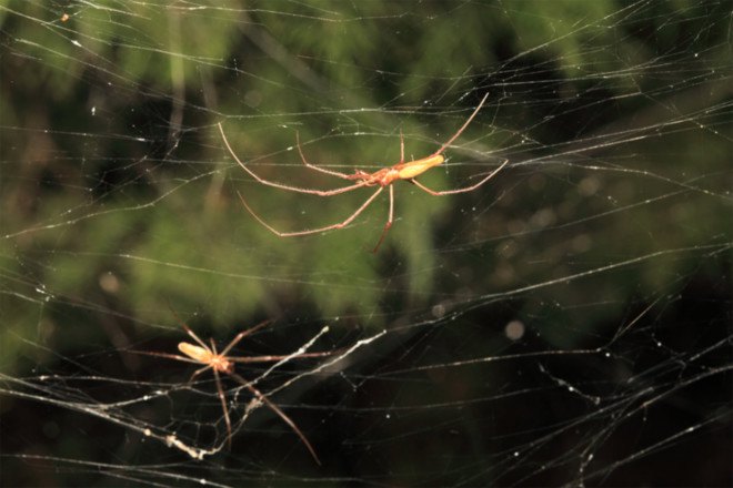 spiderwebs, spiders, spiderwebs Texas, spiders Texas, massive spiderwebs, spiderwebs, communal spiderwebs,