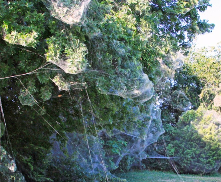 spiderwebs, spiders, spiderwebs Texas, spiders Texas, massive spiderwebs, spiderwebs, communal spiderwebs,
